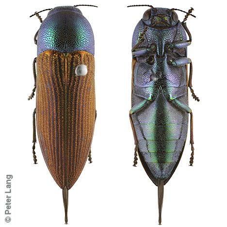 Bubastes vagans, PL3454, female, from Melaleuca uncinata, EP, 21.5 × 6.9 mm